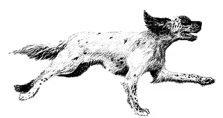 Logo Oasi Muso
